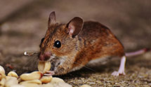 24 Hour & Emergency Exterminators in Marshfield, WI